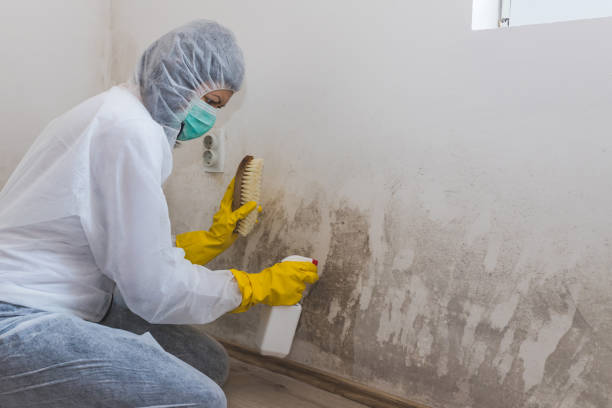 Best Mold Removal Process  in Elm Creek, TX