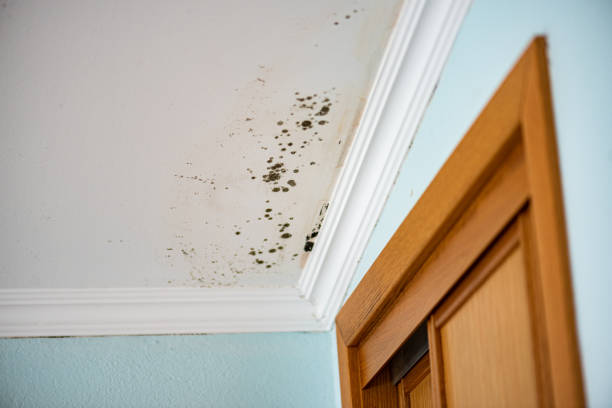 Best Mold Remediation Services  in Elm Creek, TX