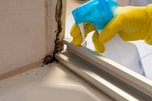 Mold Removal and Inspection in Elm Creek, TX