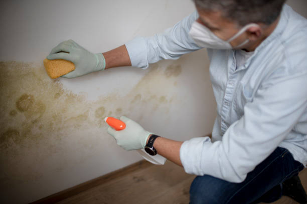 Best Mold Removal and Inspection  in Elm Creek, TX