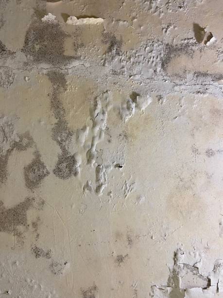 Office Mold Removal Services in Elm Creek, TX