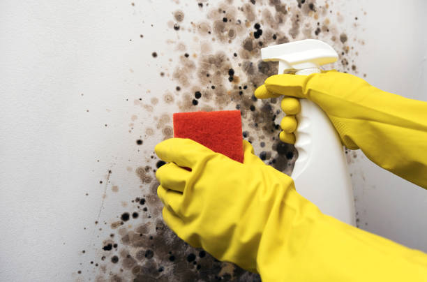 Best Commercial Mold Removal  in Elm Creek, TX