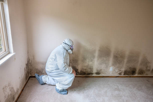 Best Commercial Mold Removal  in Elm Creek, TX