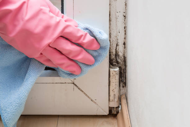 Best Mold Damage Repair  in Elm Creek, TX